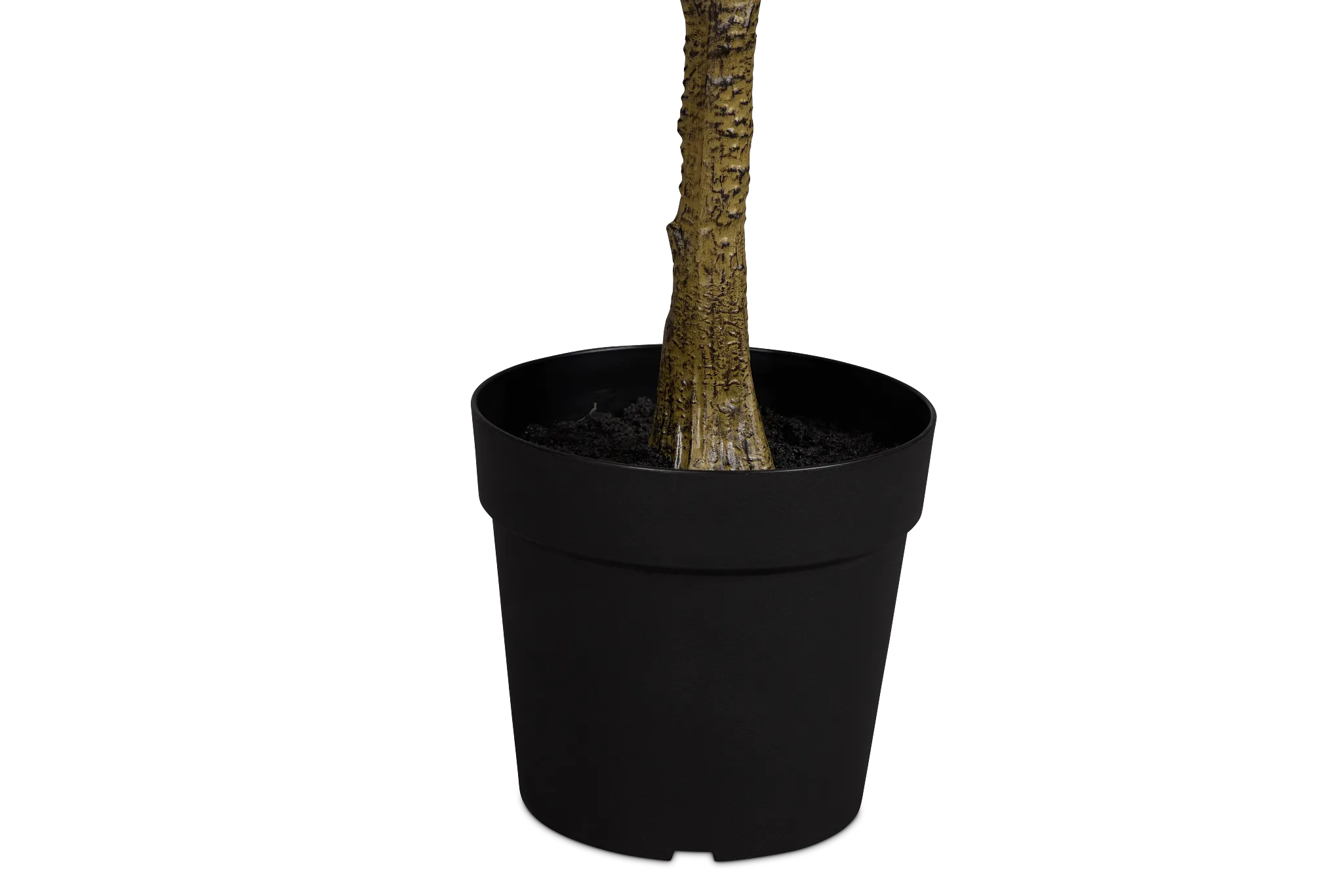 Magnolia 6' Green Tree