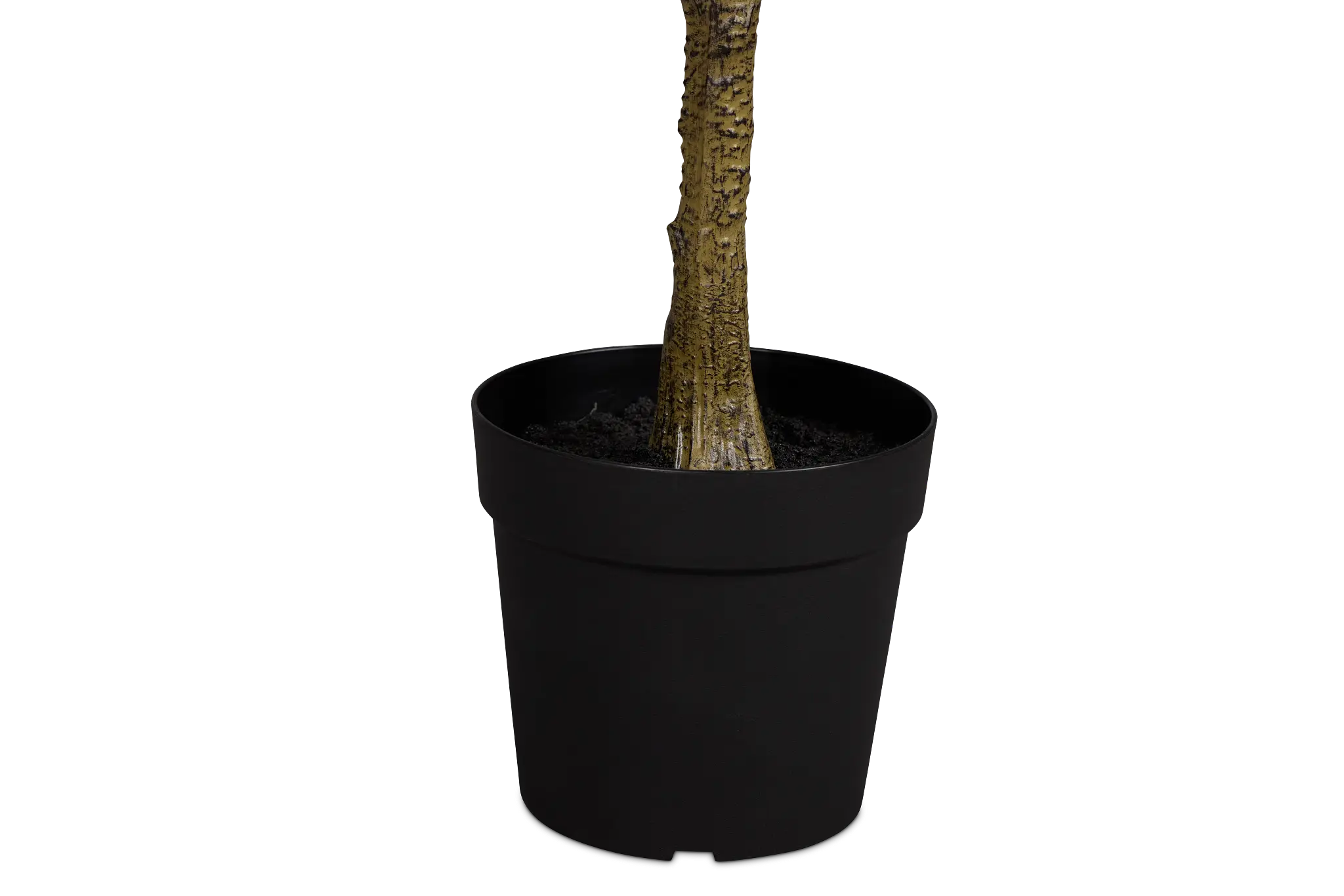 Magnolia 6' Green Tree Magnolia 6' Green Tree