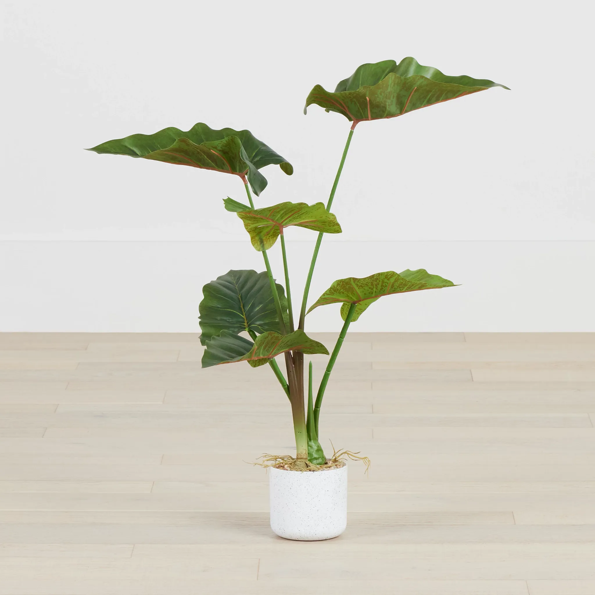 Caladium Green 27" Greenery