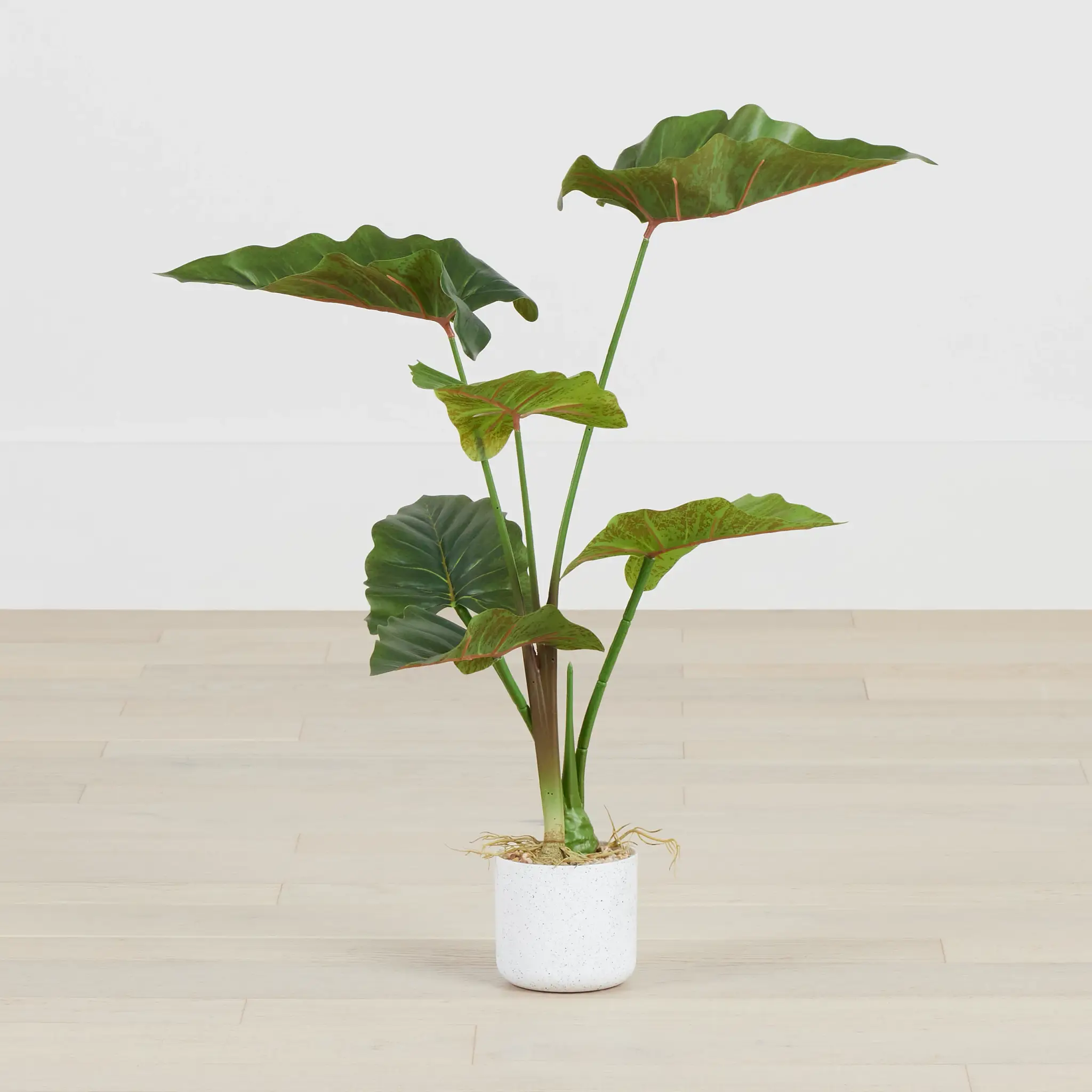 Caladium Green 27" Greenery Caladium Green 27" Greenery
