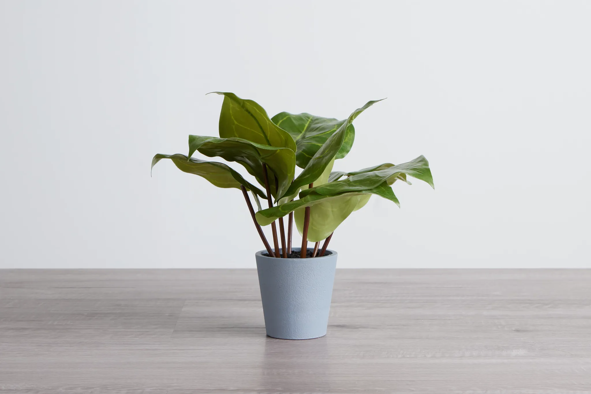 Anthurium Greenery
