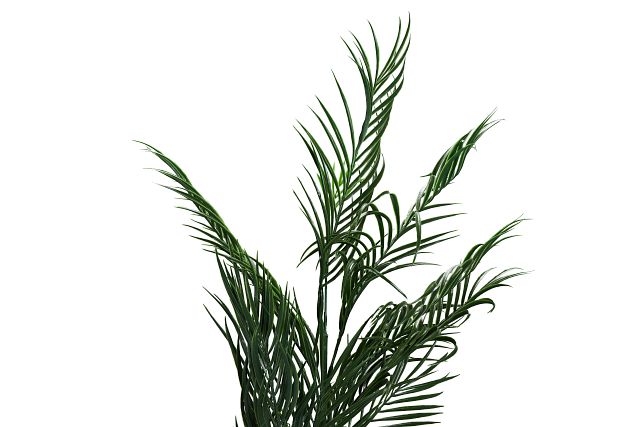Potted Palm 48" Tree