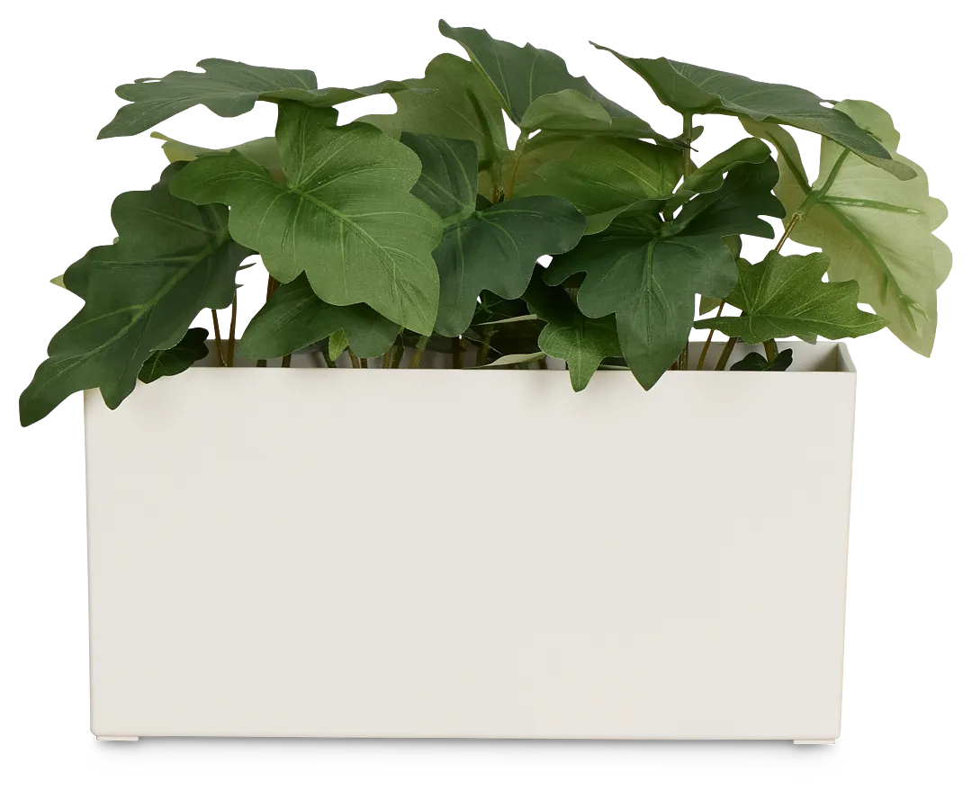 Caladium 11.5" Greenery