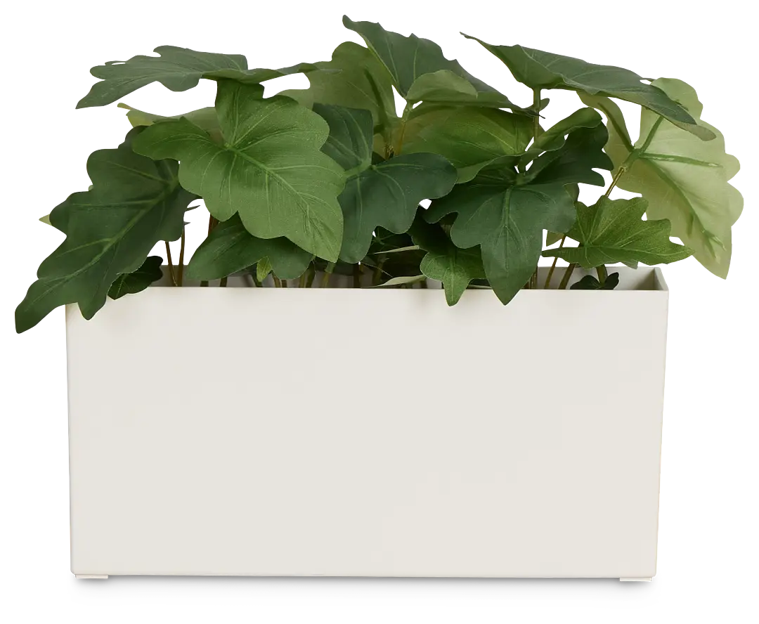 Caladium 11.5" Greenery Caladium 11.5" Greenery