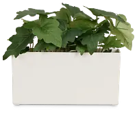 Caladium 11.5" Greenery