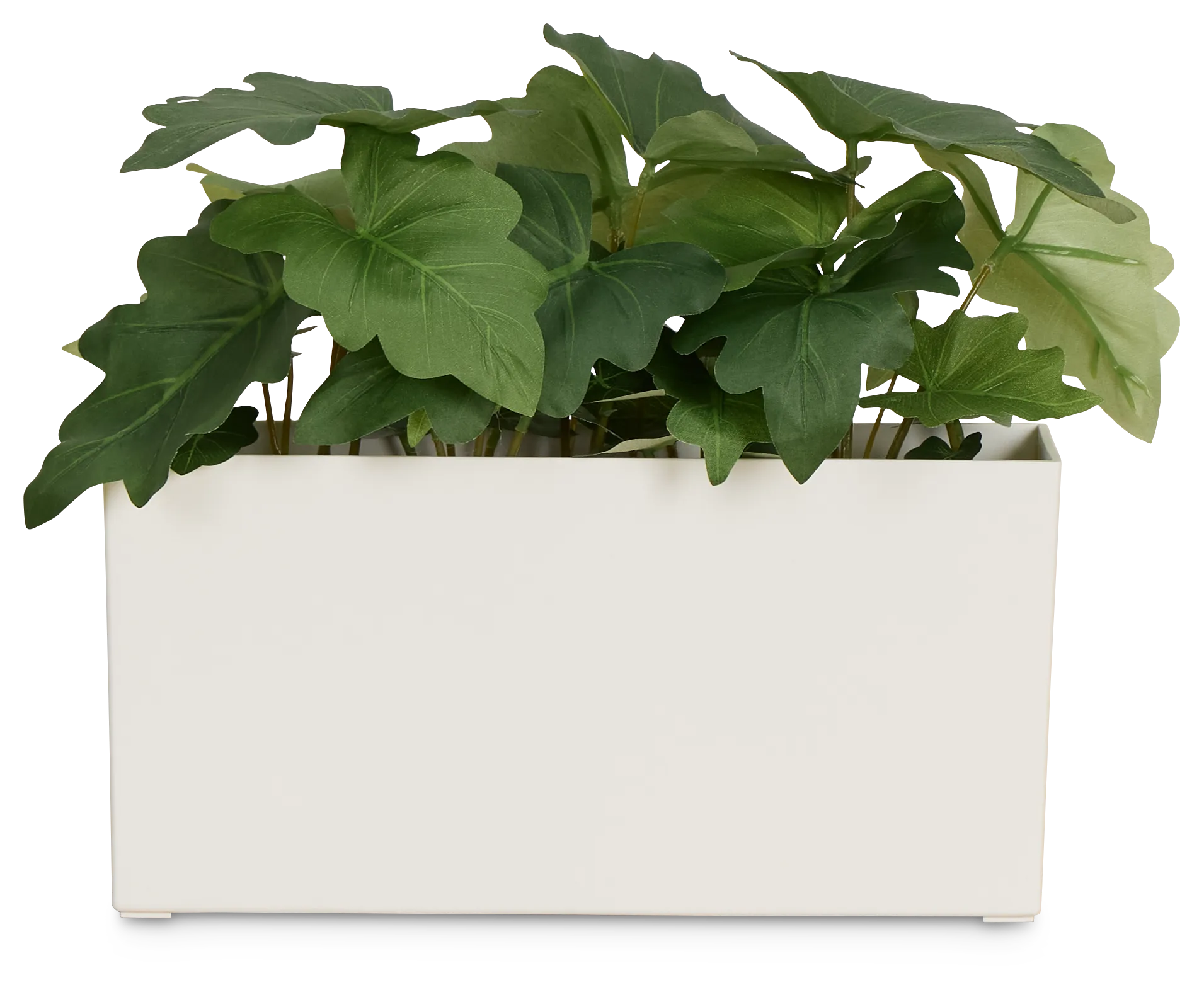 Caladium 11.5" Greenery