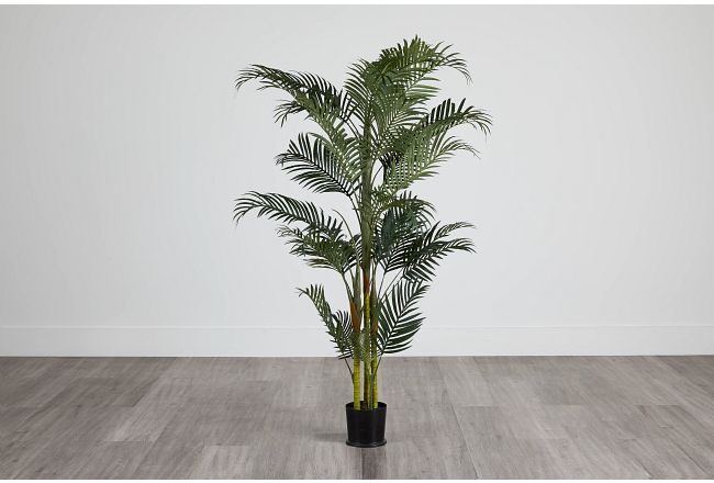 Areca Palm