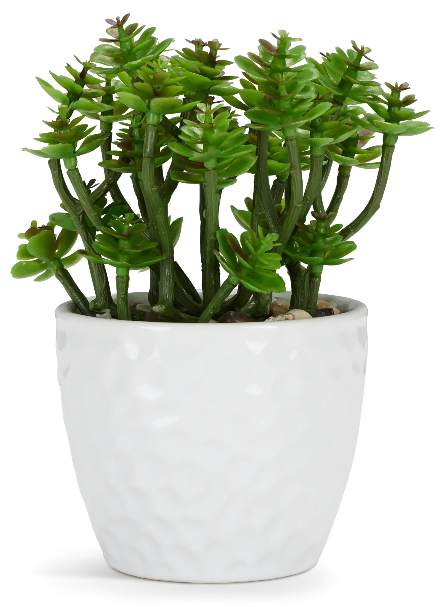 Namib 6" Succulent