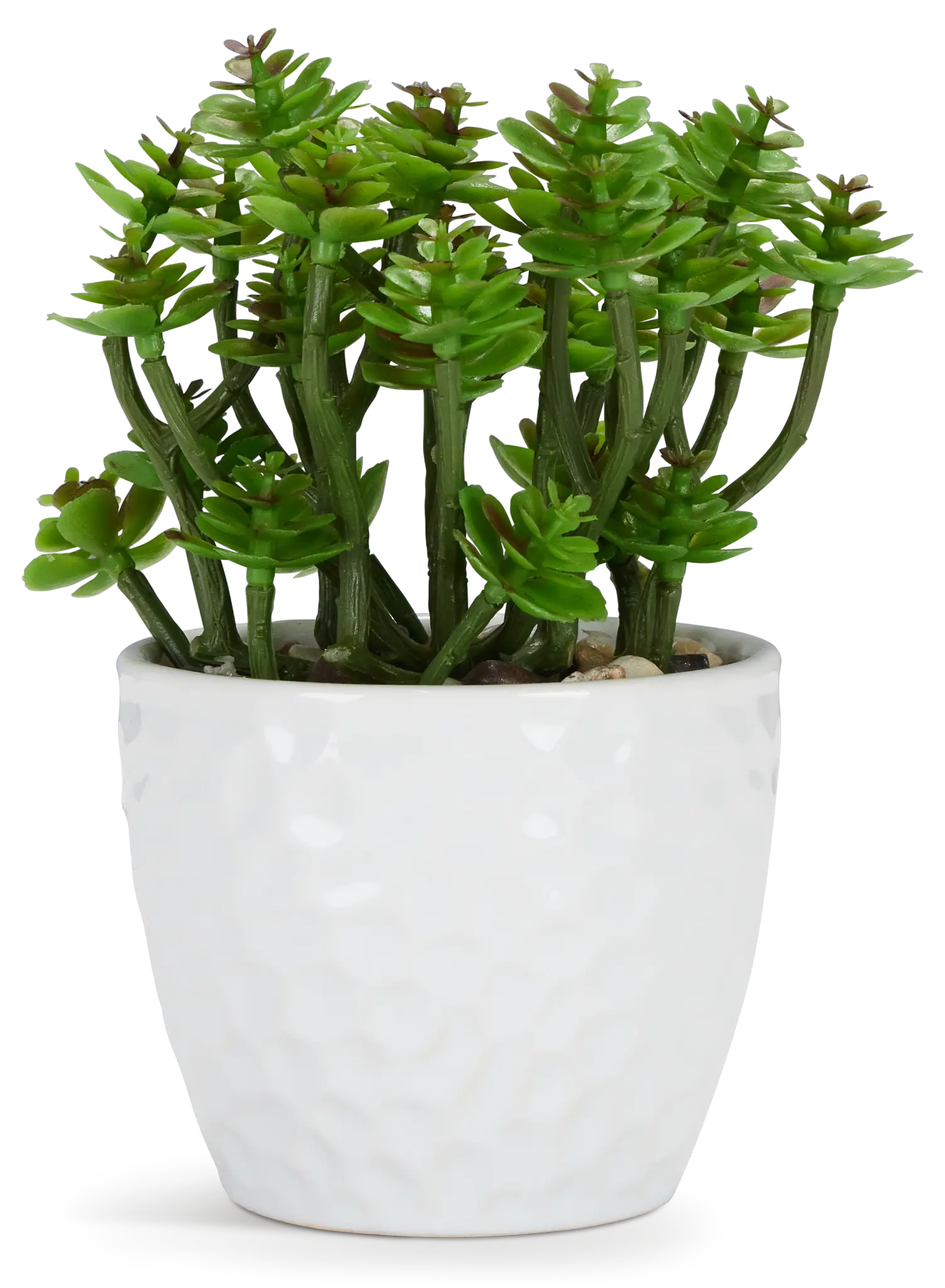 Namib 6" Succulent Namib 6" Succulent
