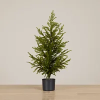 Cryptomeria 36" Tree