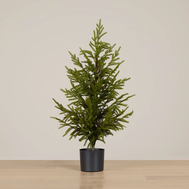 Cryptomeria 36" Tree