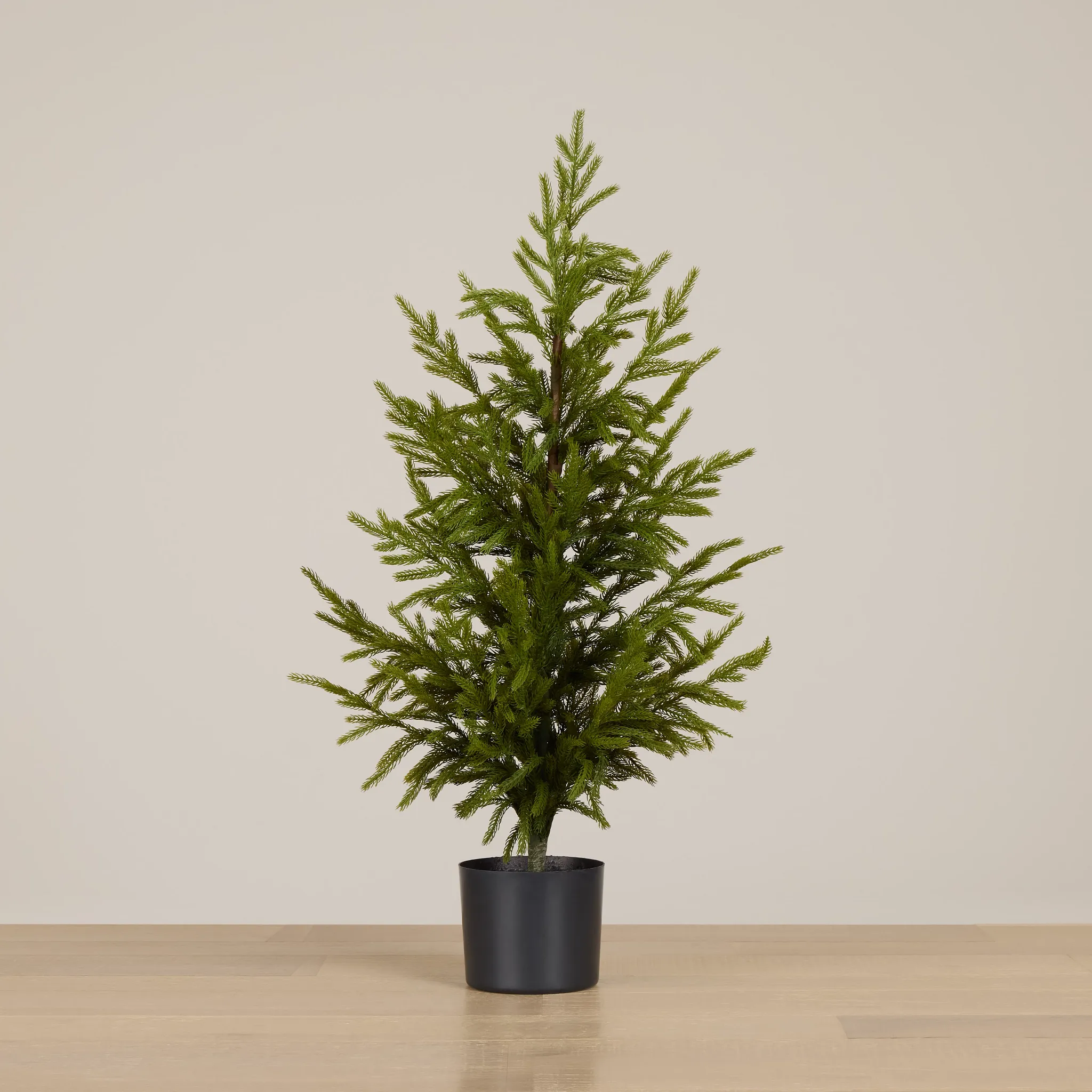 Cryptomeria 36" Tree