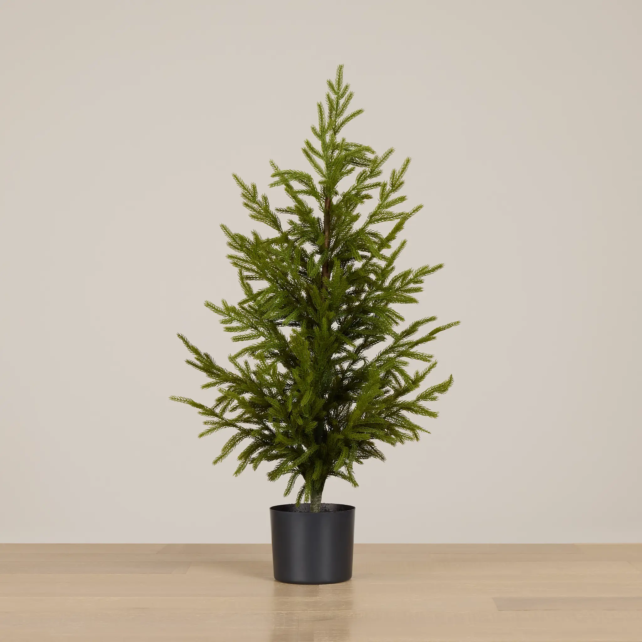 Cryptomeria 36" Tree Cryptomeria 36" Tree
