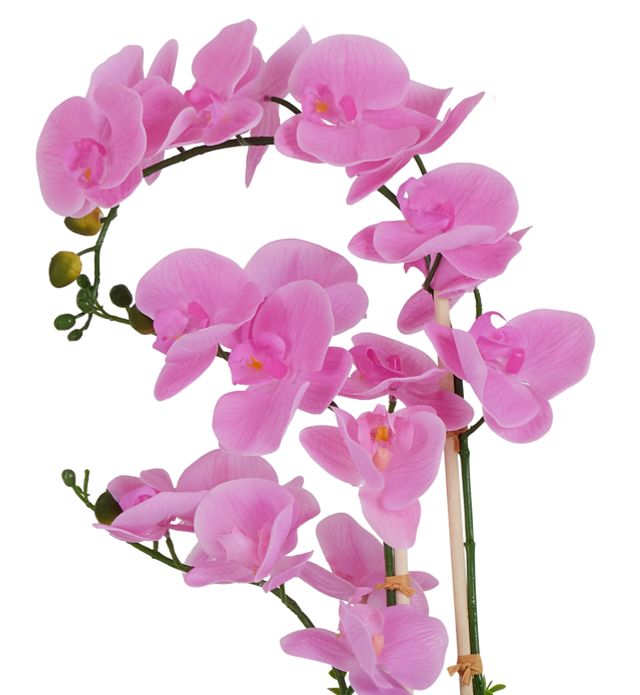 Potted Pink 24" Orchid (2)