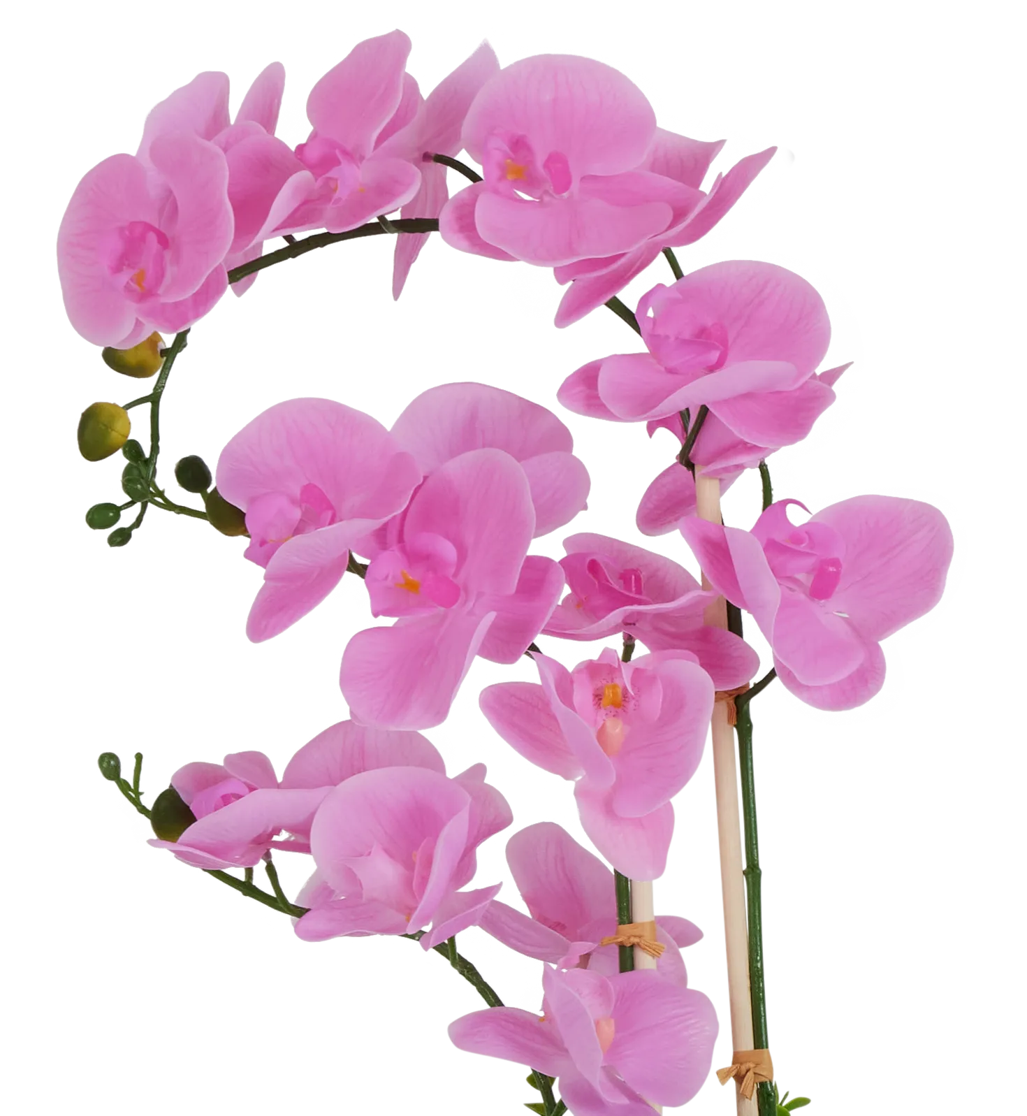 Potted Pink 24" Orchid