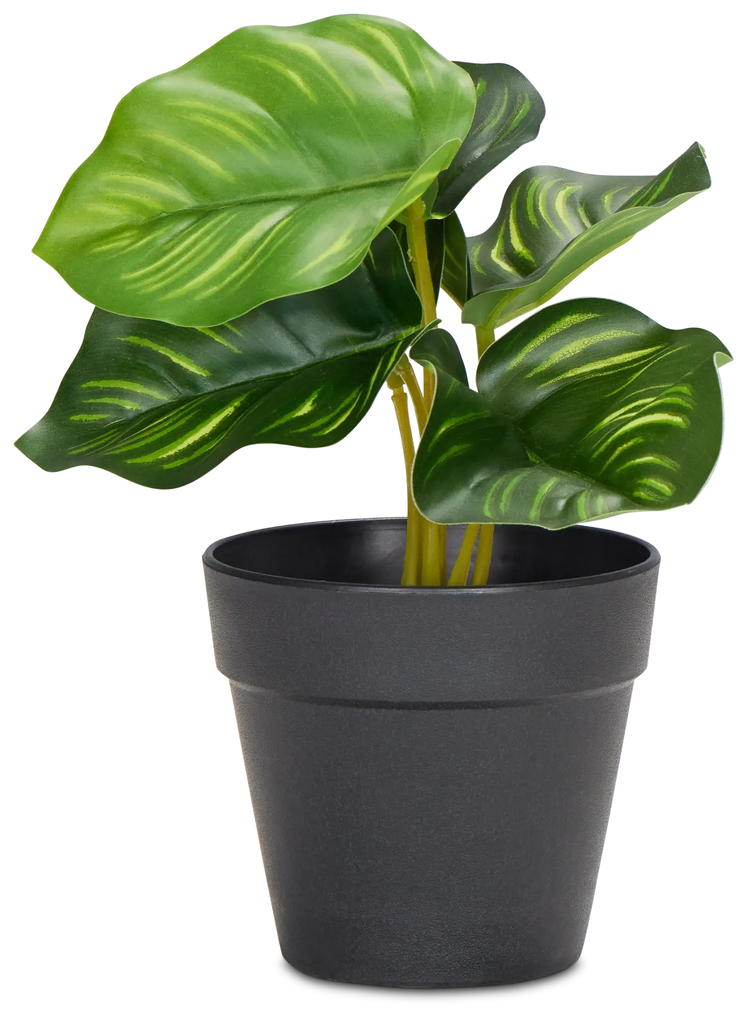 Diffenbachia Green 7" Greenery Diffenbachia Green 7" Greenery