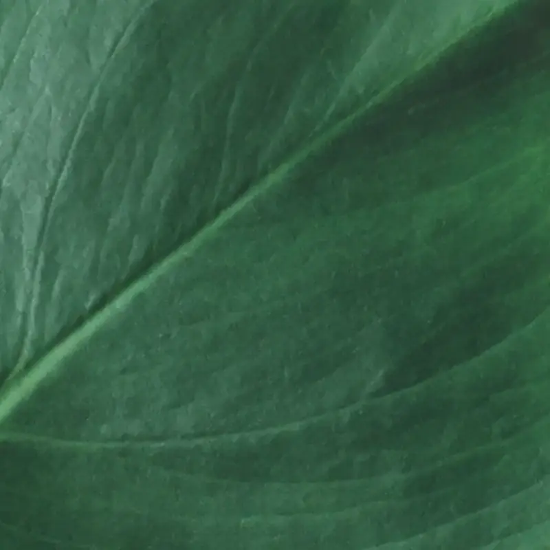 Green Green
