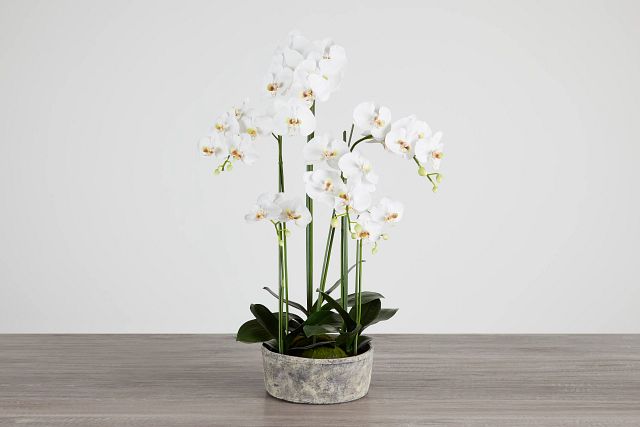 Phalaenopsis White 37" Orchid