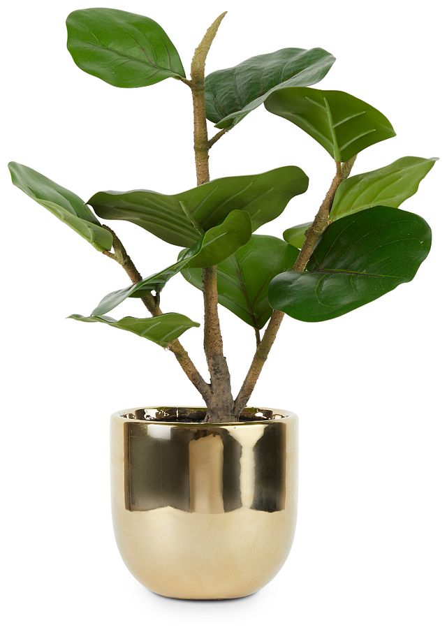 Henry Gold Fiddle Fig Tree