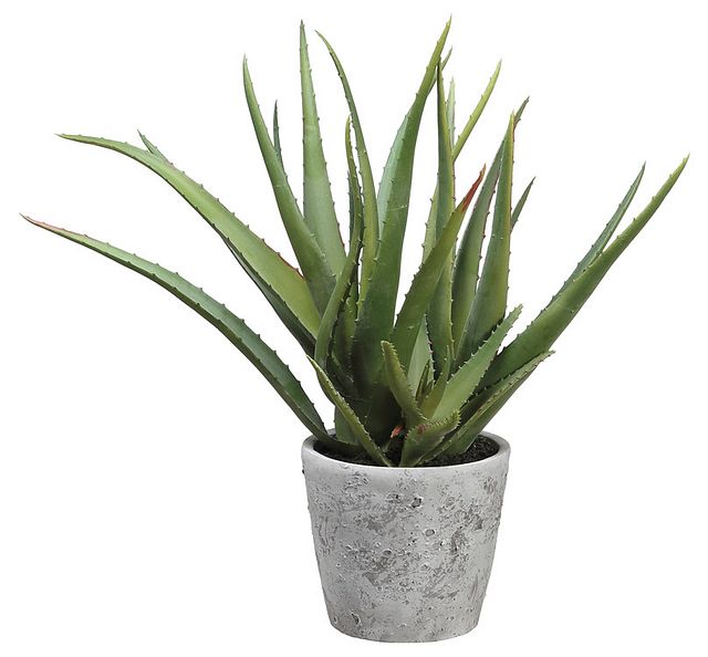 Aloe Small Succulent (3)