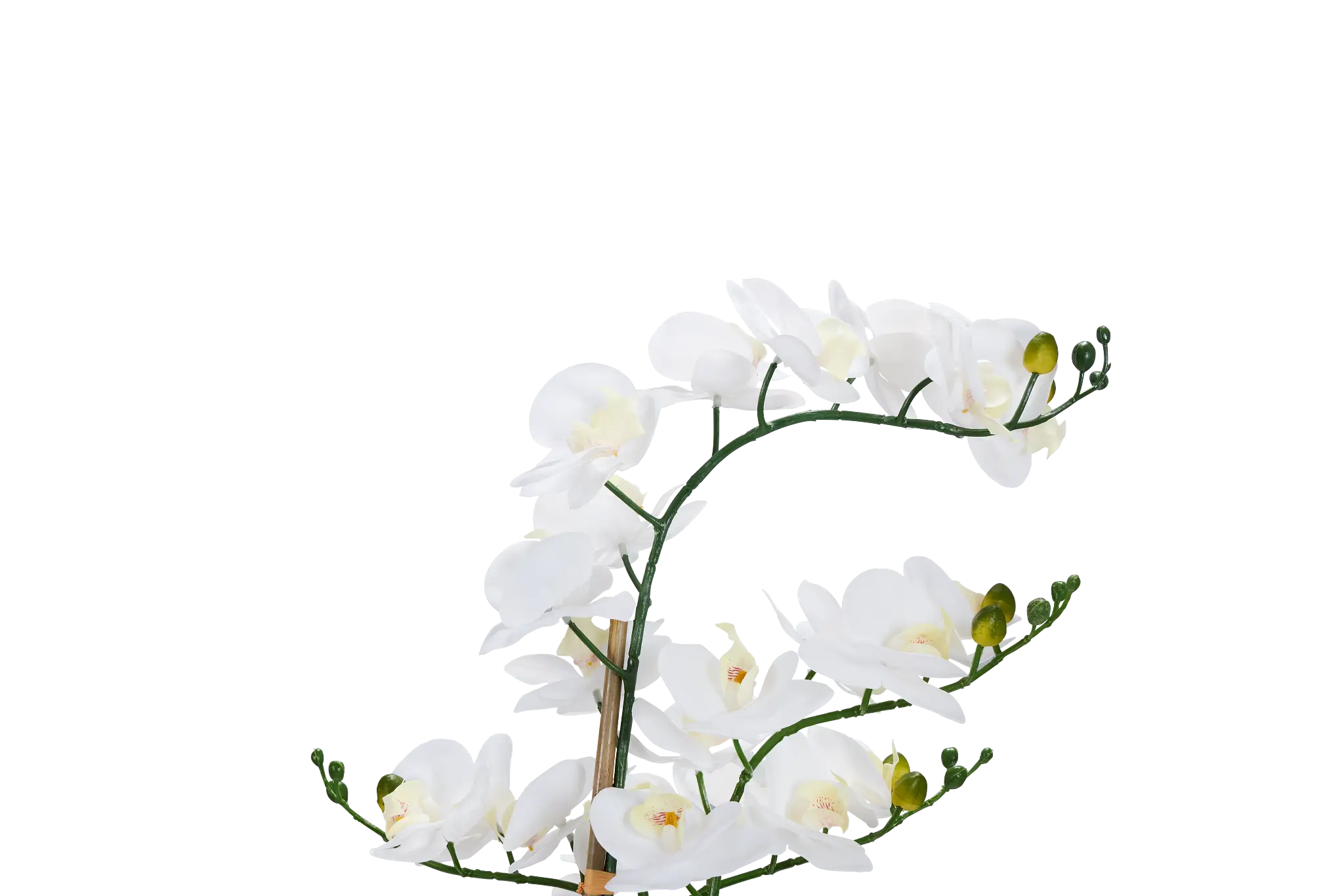 Potted Orchid 28" Floral Arrangement Potted Orchid 28" Floral Arrangement