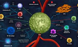 Complex TME complementary cell-based assays for oncology drug development.