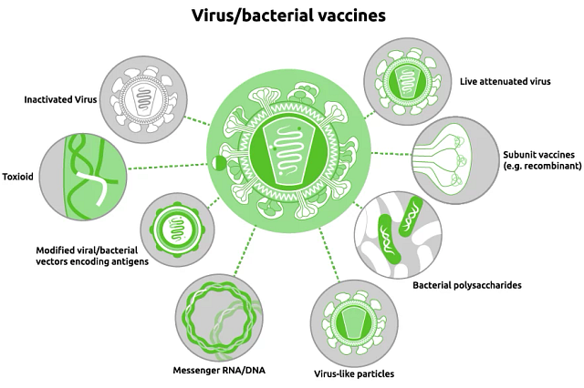 Diagram of the vaccine development process.