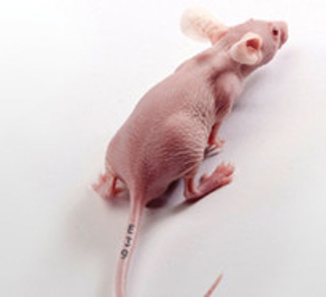 PreID™ Services for Lab Animal Identification Charles River