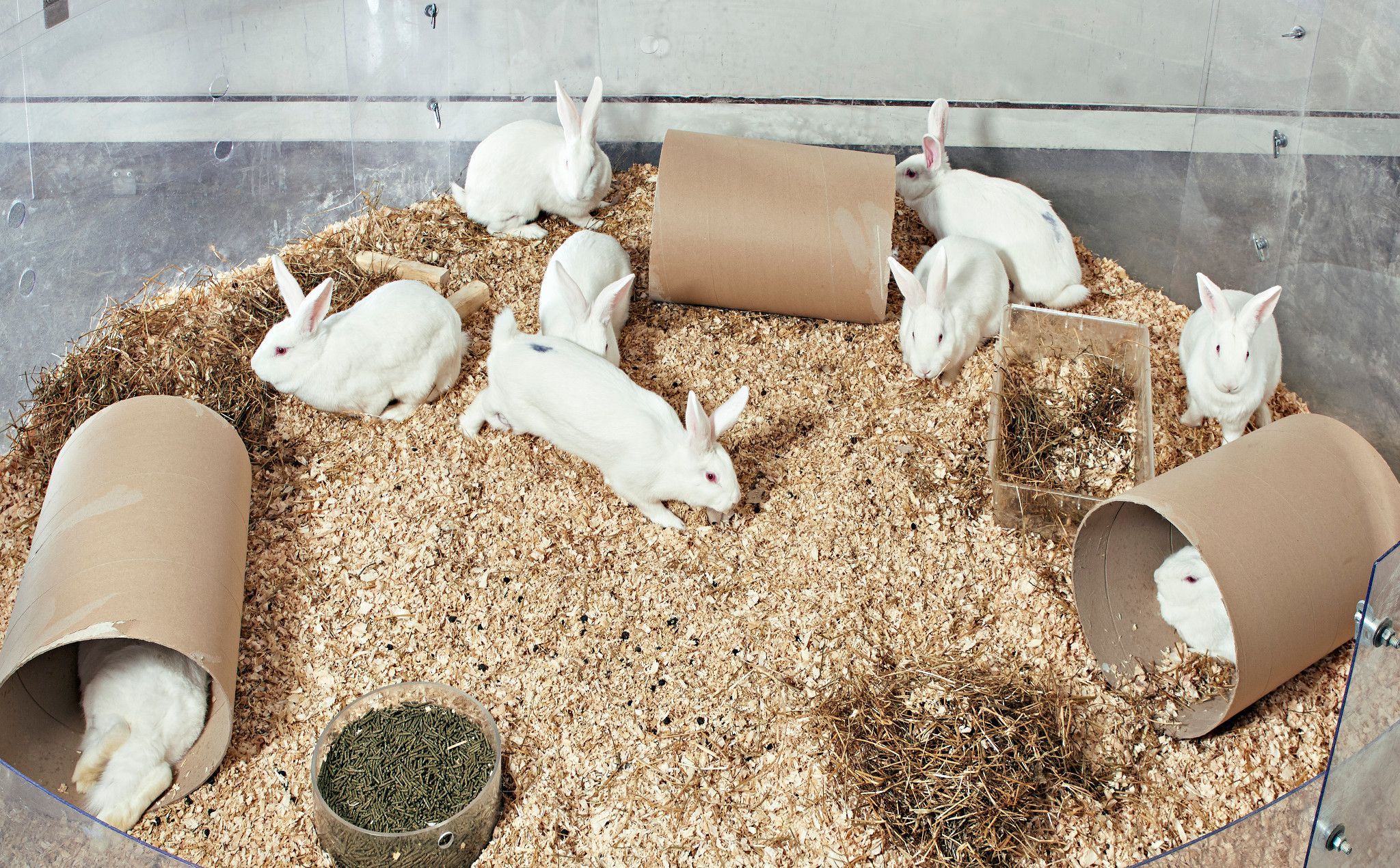 New Zealand White rabbits for DART studies
