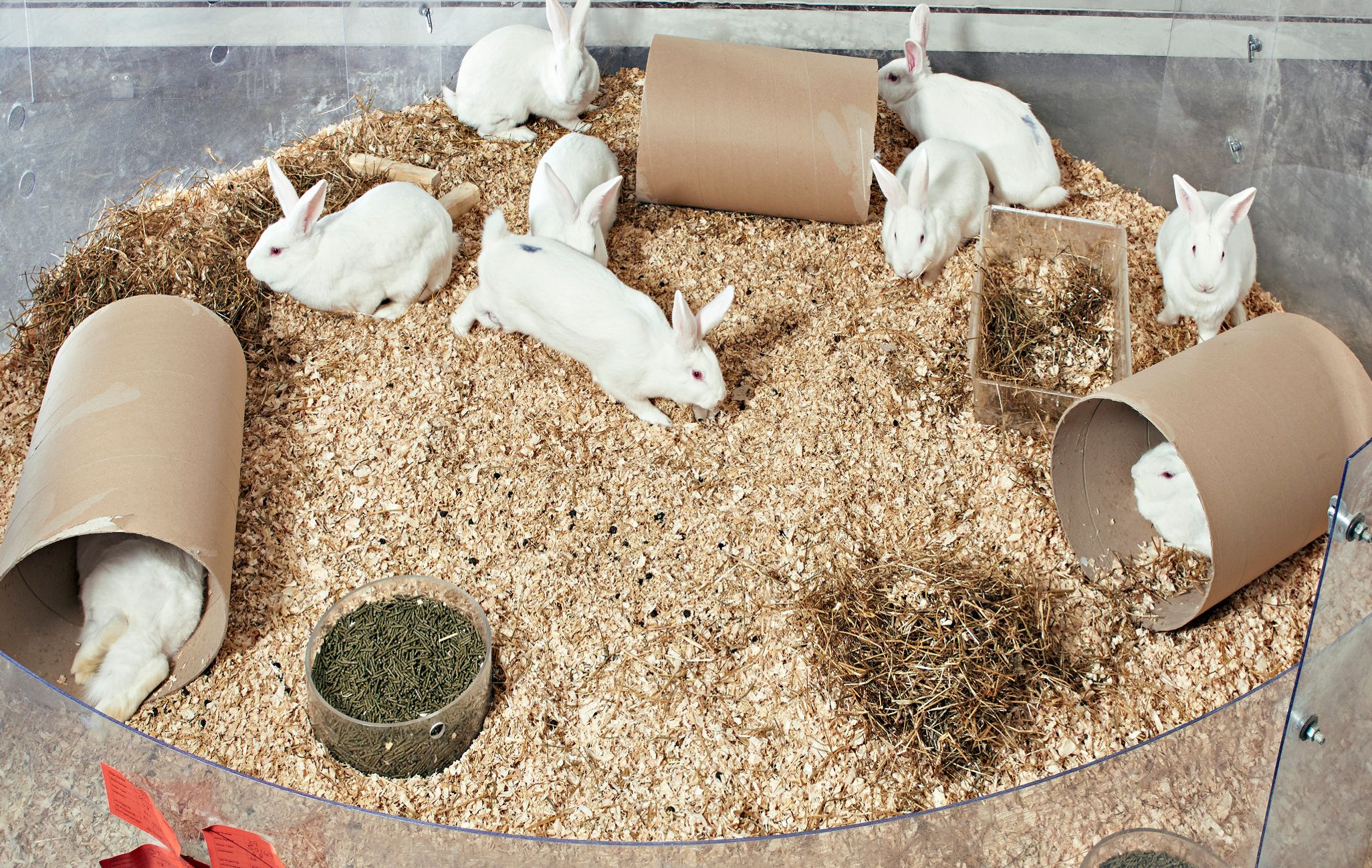 White rabbits in an enclosure
