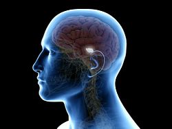 Image of a transparent human head with a brain inside and the mid-brain highlighted to indicate Parkinson’s disease pathology.