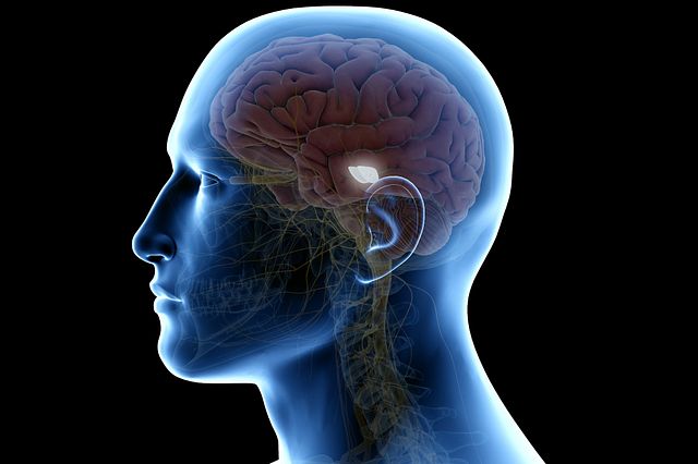 An image of a human brain inside a human head with the mid-brain section highlighted.