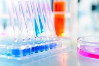 Multichannel pipette injecting liquid into a microtiter plate for oncology research.