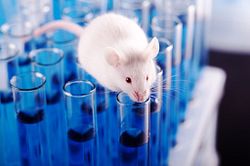 Laboratory Mouse On Top of Test Tubes