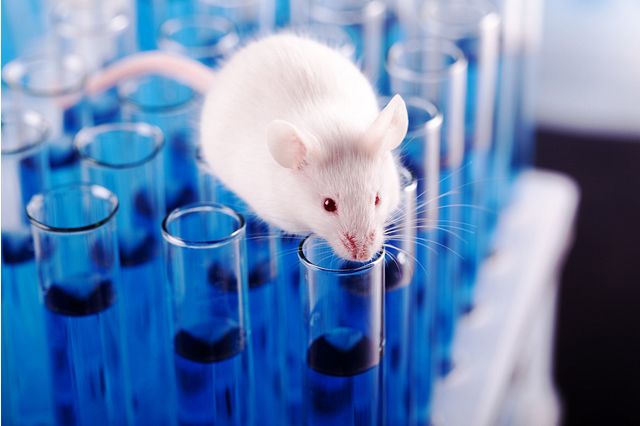 White mouse used in Carcinogenicity Studies on test tubes.