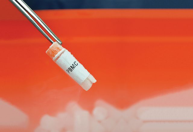 Humanized mice are created by the engraftment of PBMCs into immunodeficient mice