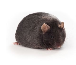 black obsese mouse facing diagnol to the front