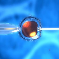 3D rendering of an in-vitro fertilization of an egg cell