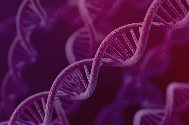 DNA cell gene