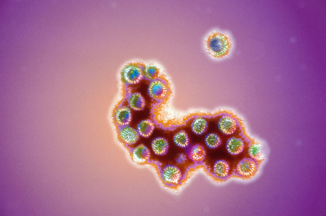 microscopic image of adeno virus