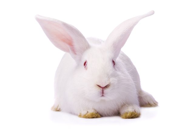 preclinical species: white rabbit