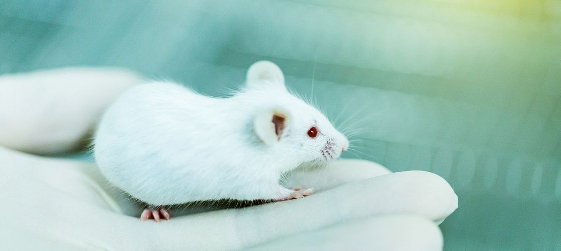 Photo of a white mouse being held by a gloved hand.