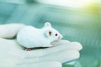 NCG mouse.