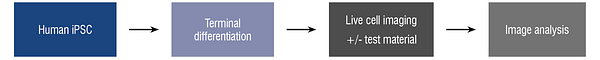 A diagram of the method steps to assess neurite dynamics from human iPSC differentiation to image analysis.