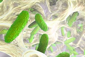 Vaccine efficacy testing of bacteria in the gut.