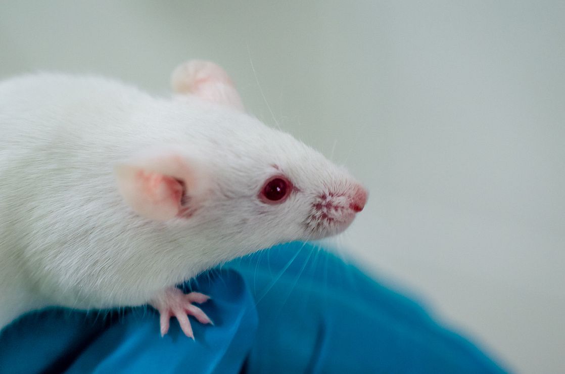 white mouse
