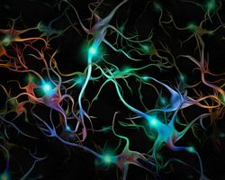 A computer graphic image of microglia cells which are the primary immune cell of the brain and implicated in neuroinflammation.