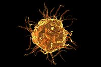 Predictive immunotoxicology assays and models mitigate risk of oncology drug discovery by identifying potential unwanted immune reactions
