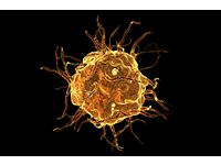 Predictive immunotoxicology assays and models mitigate risk of oncology drug discovery by identifying potential unwanted immune reactions
