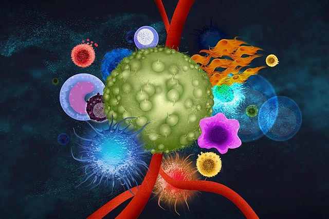 Cells in the tumor microenvironment can be used in cancer cell-based assays to test the efficacy of oncology therapies.
